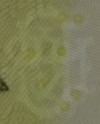 500 lei – an 2005 - avers